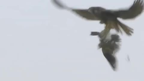 Peregrine falcon's dizzying dives at 240 mph