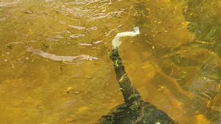 Feeding the fish