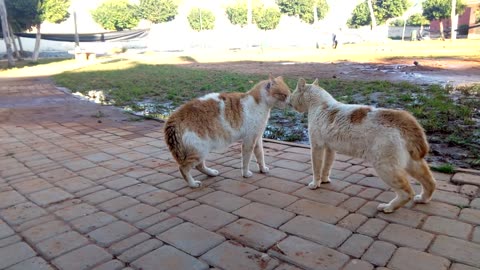 Cats Fight Family