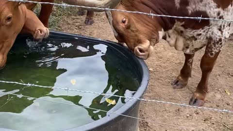 Texas Longhorn Trying to Look at its Reflection