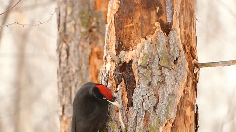 Woodpecker, Satisfying video.