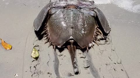 Horseshoe Crab