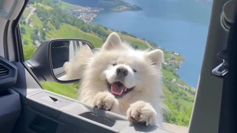 cute dog flashing