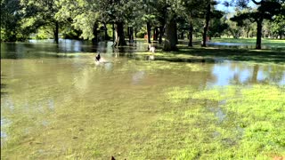 Playing with the ducks