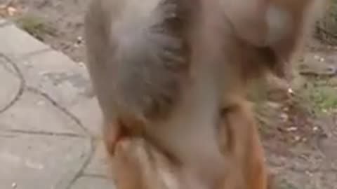 Monkey Drinks Wine