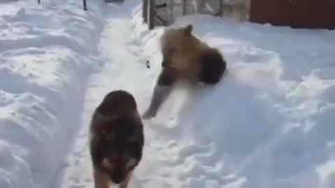 Dog plays with a bear in the snow