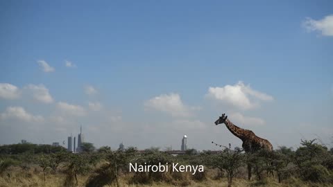 Nairobi national park is a unique Kenya safari destination.