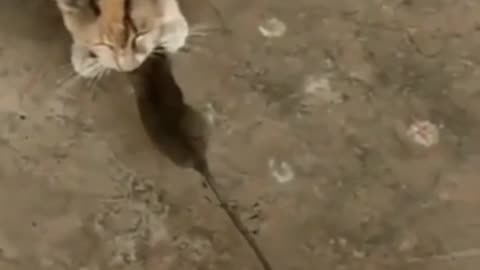 Funny videos Cat vs kitten | Try Not Laugh
