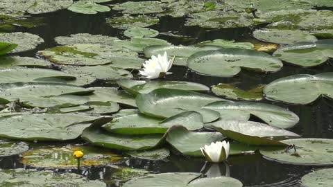 Frogs Hide Under Green Leafs In Lake