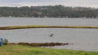 Eagle gets a fish