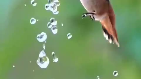 Bird Dancing On Water Bubbles #shorts #shortvideo #video #virals #videoviral