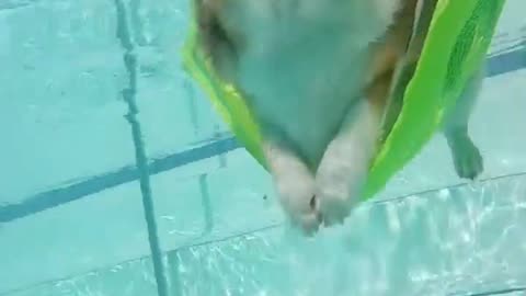 Corgi Hangs Out in Pool