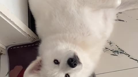 Kid, I'm samoyed jam