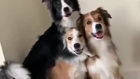 Doggo is excited of taking a groufie
