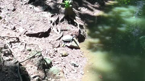 Two Not-So-Graceful Turtles Tumble into a Pond