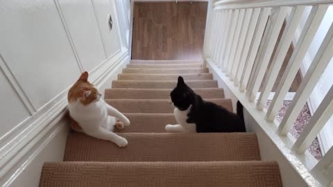 Cat Fight On The Stairs