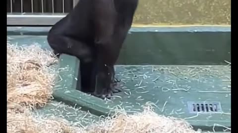 dancing show by gorilla - very cute