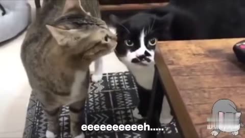 Cats talking in English better than Hooman #viral #funny videos