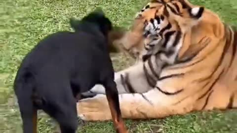 Dog vs Tiger, Dog vs Tiger Whatsapp status, Dog vs Tiger FunnyVideos