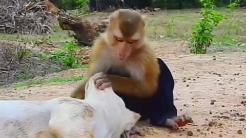 dog and Monkey funny video 2024