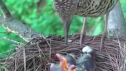 Adorable lovely mama bird feeding a babies birds