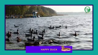 feeding the ducks by the lake