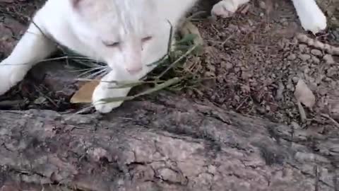 Cute Cat Video By Kingdom Of Awais