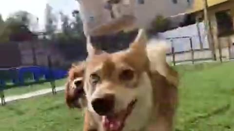 Super Funny Dog Videos From