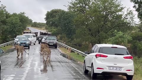 Kruger National Park Lion Roadblock