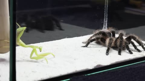 What will happen if a mantis sees a big spider