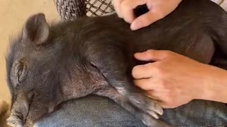 Rescue Piggy Enjoys Relaxing Massage