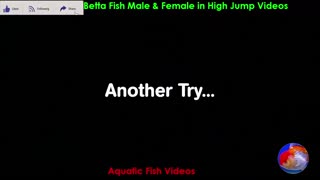 Betta Fish Male & Female in High Jump Videos