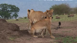 Lioness resting after a long day of hunting