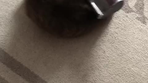 Cat Loves to Be Vacuumed