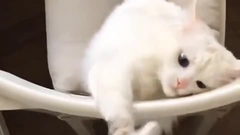 WHITE CAT PLAYING WITH ITS OWNER