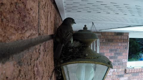 Camera Provides Closeup Of Baby Phoebes In Their Nest