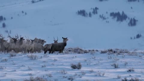 BULL ELK-Wildlife Photography-BEST/LARGEST BULL ELK MIGRATION-Jackson Hole/Grand Tetons/Yellowstone