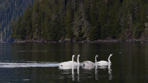 Trumpeter Swans Swimming Together