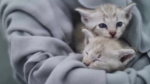 Cute Kittens cuddle - Heart warming to see the kittens play