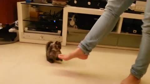 Tiny Kitten Adorably Dances With Her Owner