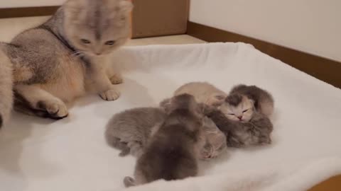 The big brother cat gets upset because the cute sibling kitten likes him too much