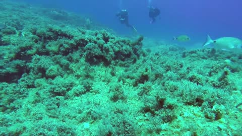 Watching coral reefs on the sea floor by divers part two