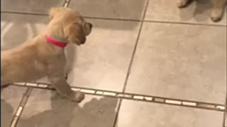 Golden retriever puppies running around the kitchen.