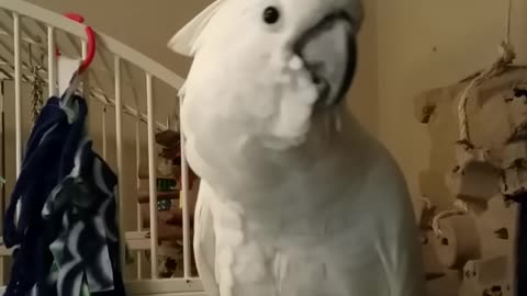 Cockatoo dancing to Welcome to the Jungle