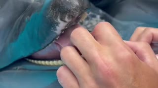 Dolphin Enjoying a Tongue Tickle