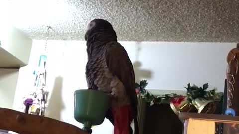 African grey talks and makes sounds