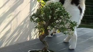 Cat and bonsai