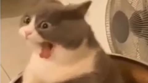 cute cat yawn