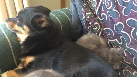 Puppy napping with his Kittens