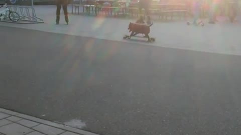 Dog on skateboard